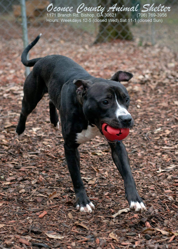 Waggin Tails - Services in Athens, GA