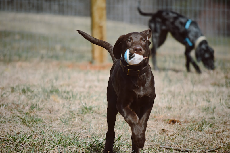 Watkinsville Sitters - Services in Athens, GA