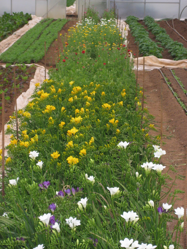 Woodland Gardens - Stores in Athens, GA